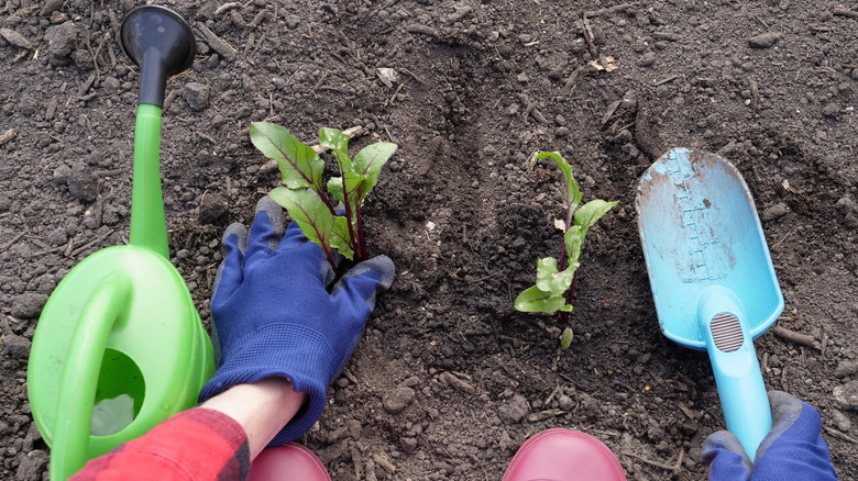 gardener planting beet roots