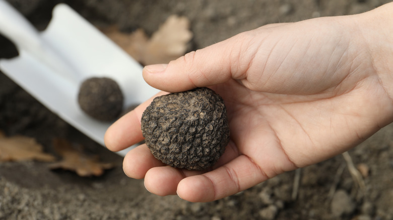 person holding truffle