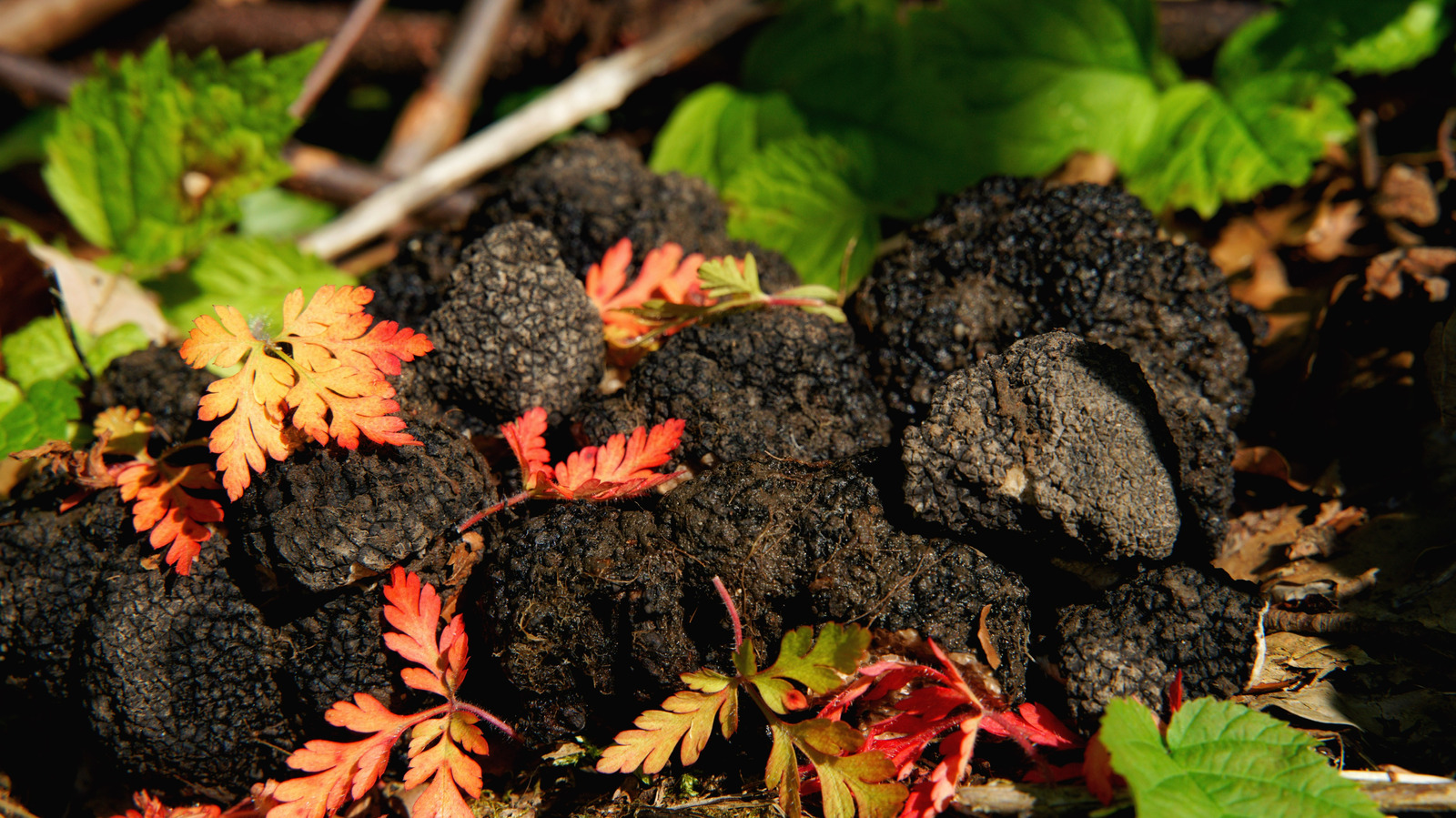 Tips For Successfully Growing Your Own Truffles Indoors