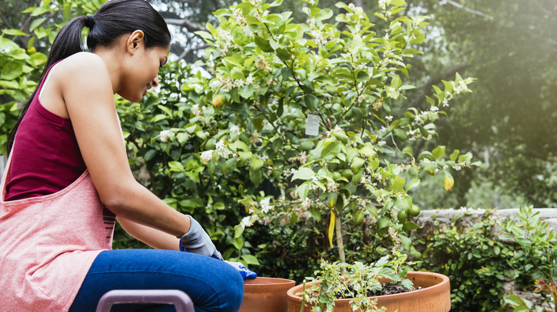 woman transplanting tree