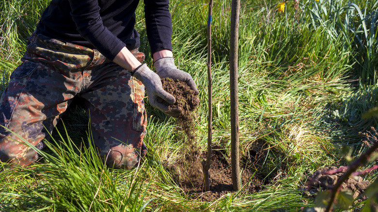 planting fruit tree