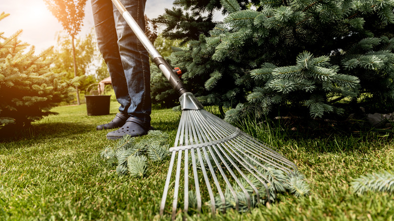 Raking leaves