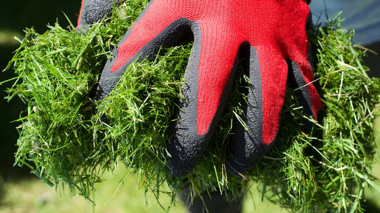 gardener holding grass clippings