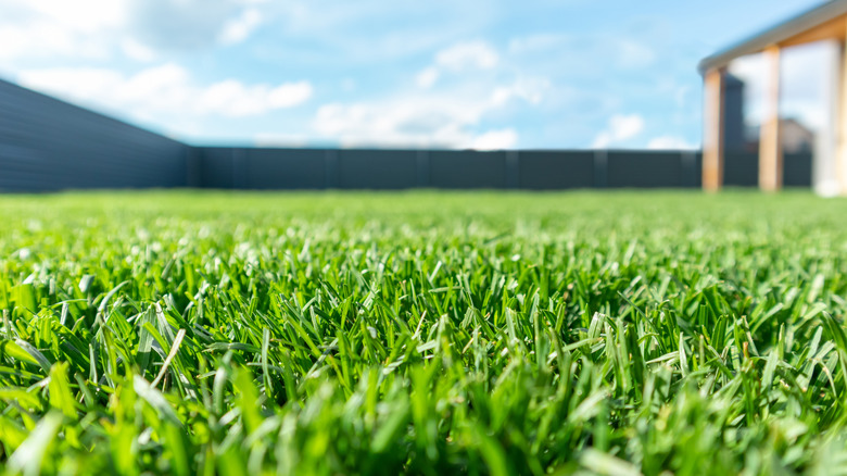 close up view of grass