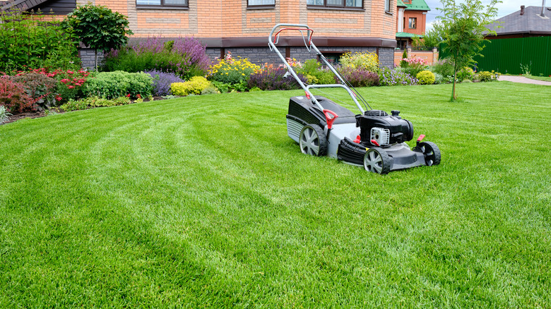 lawn mower on grass