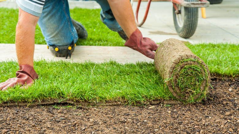 placing sod