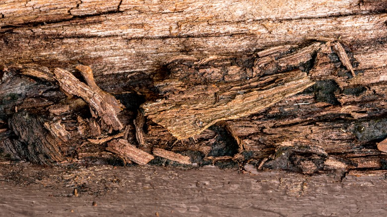 rotting wood log
