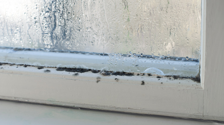 old window with mold and rot