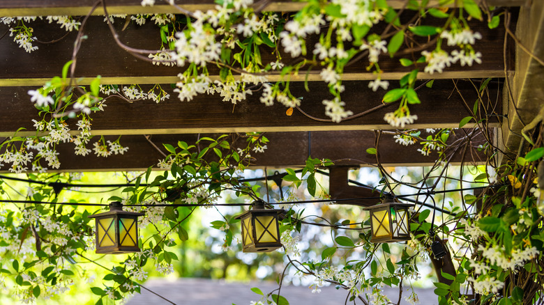 pergola with vines and lanterns