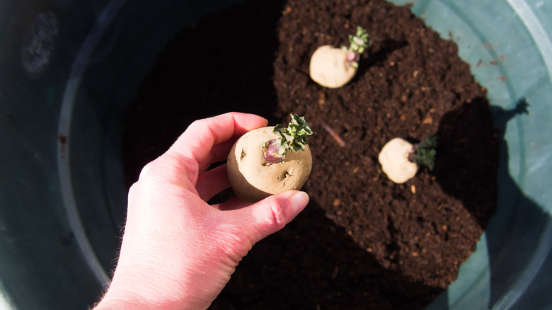 planting potatoes in a container