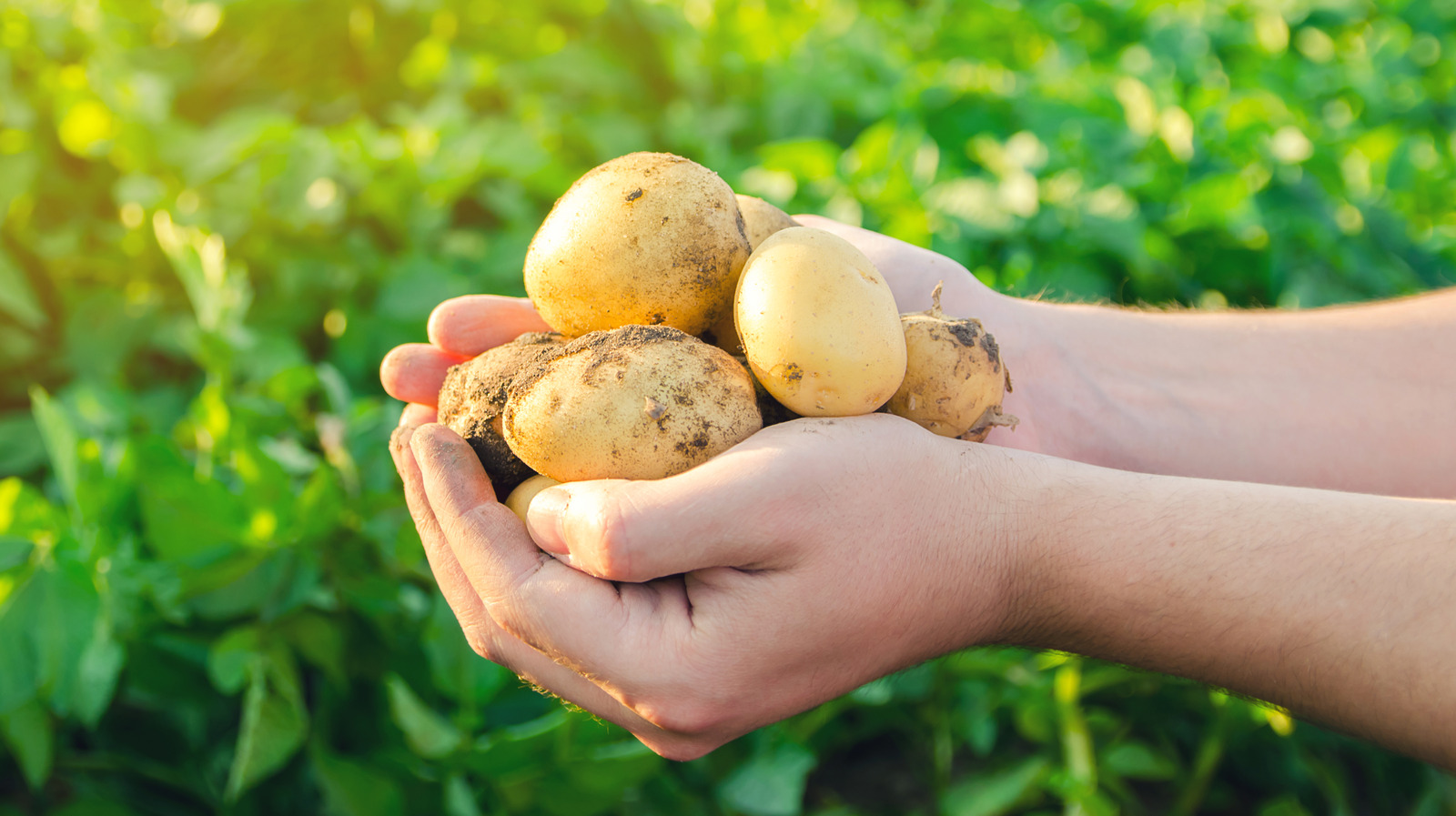 Tips On How To Start Your Seed Potatoes