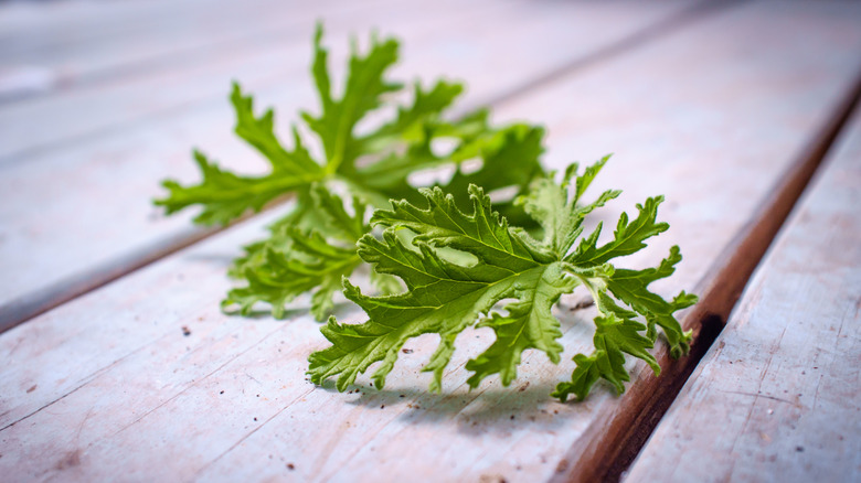 Citronella leaves on wood table