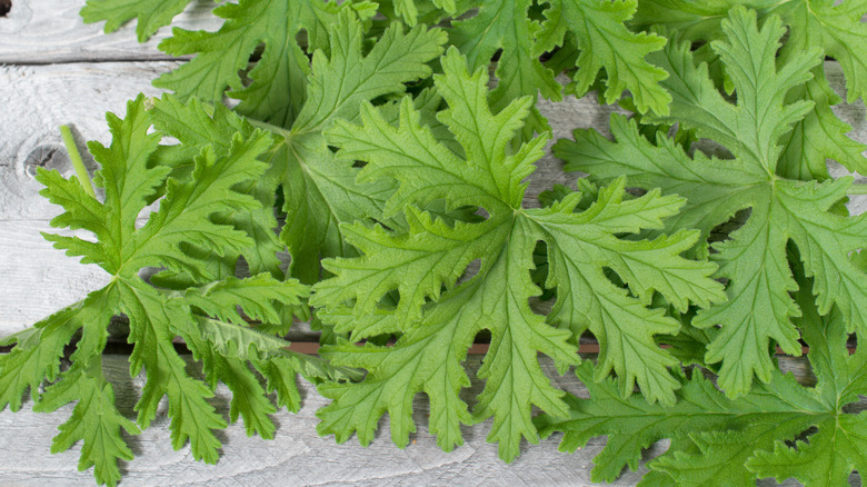 Citronella mosquito plant leaves