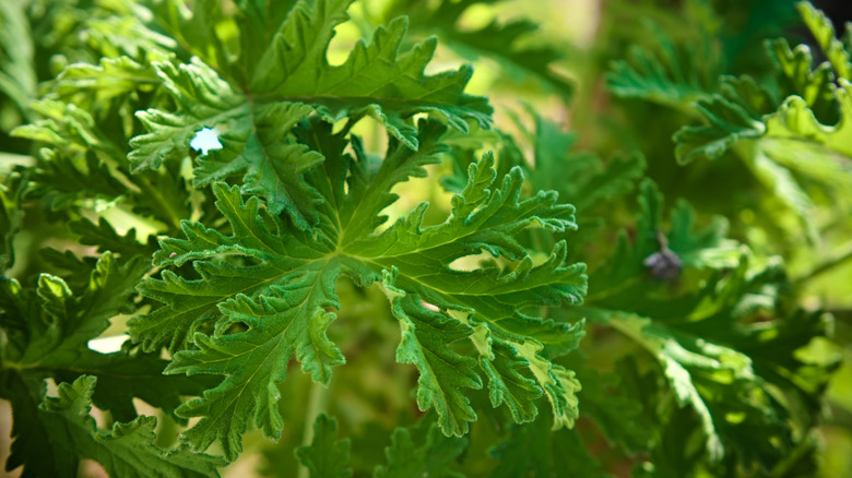 Citronella plant leaf