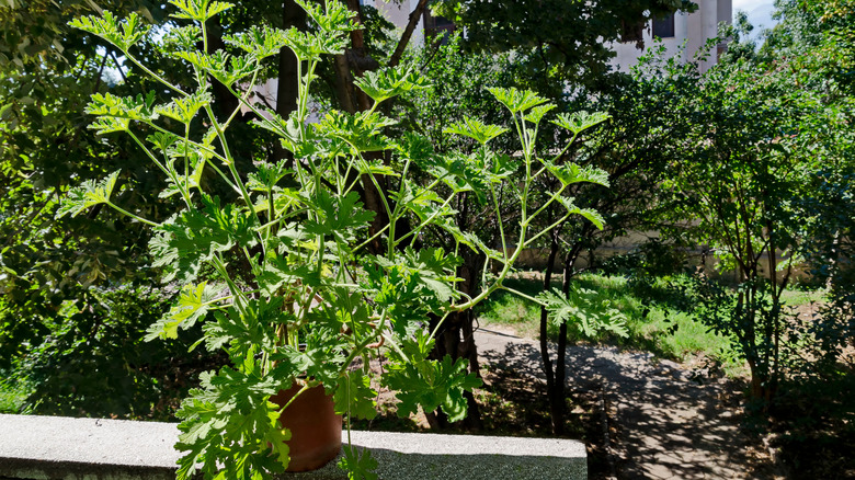 Potted citronella mosquito plant