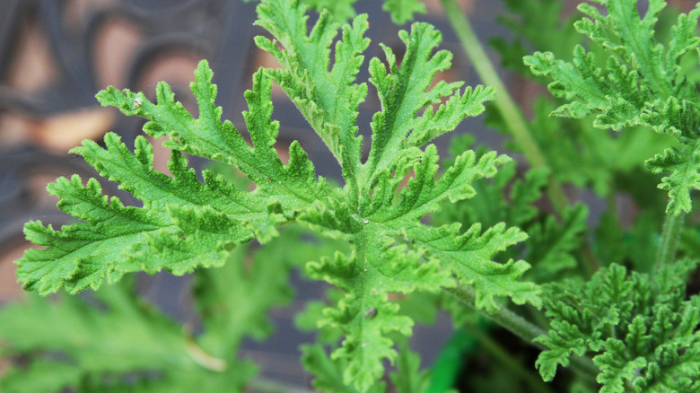 Citronella plant close up