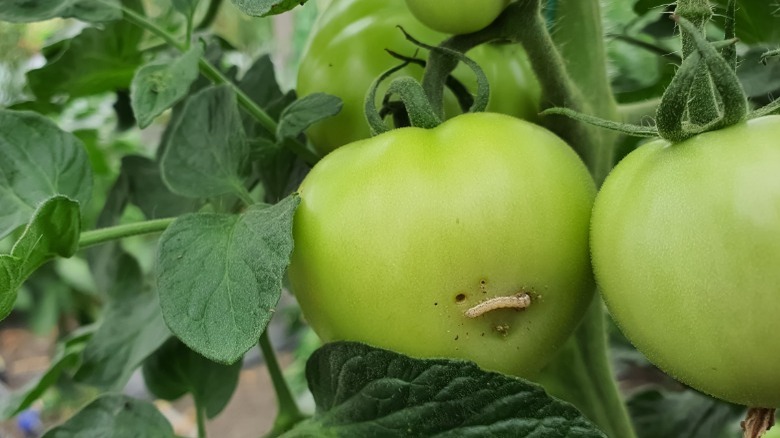 Caterpillar destroying tomato plants 