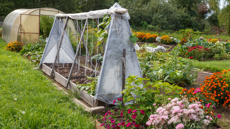 vegetable garden with greenhouse