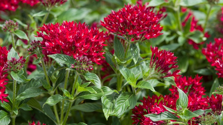 several red pentas flowers