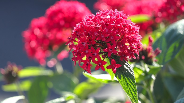 close-up of pentas flower