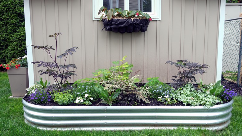 raised bed with healthy plants