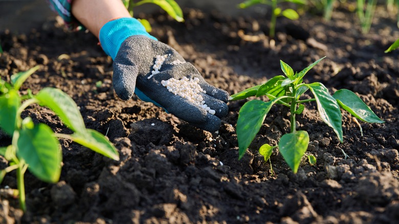 gardener fertilizing plants