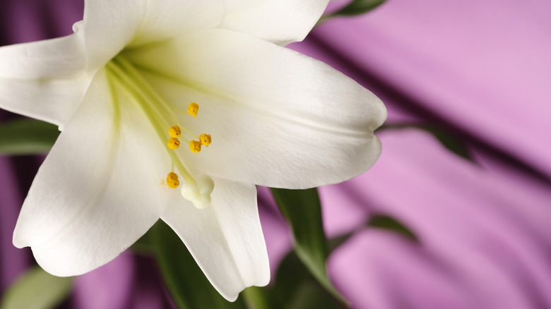 Easter lily close-up