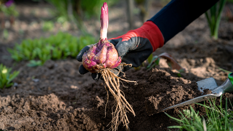 Person planting lily bulb