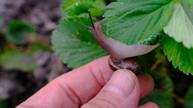 Removing a snail from foliage