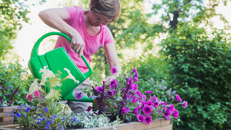 Watering petunias in a container