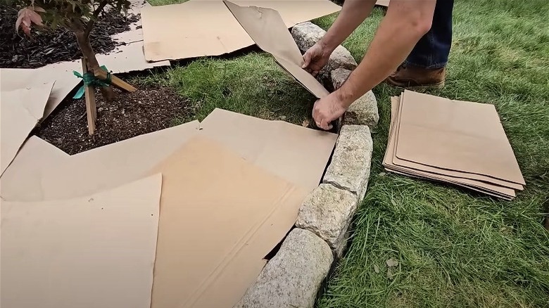 cardboard on flower bed