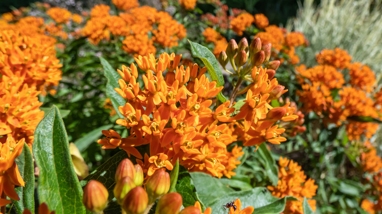 A large crop of butterfly weed that could take over the garden