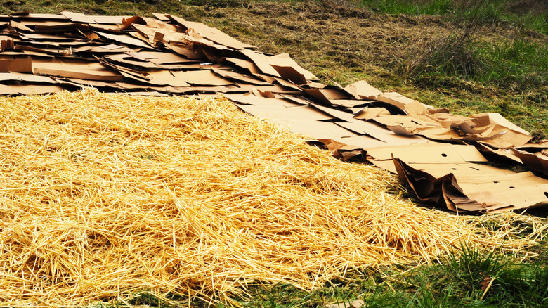 Sheet mulching a garden area using cardboard and straw