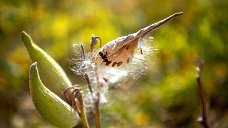 A closeup showing the seed head of butterfly weed