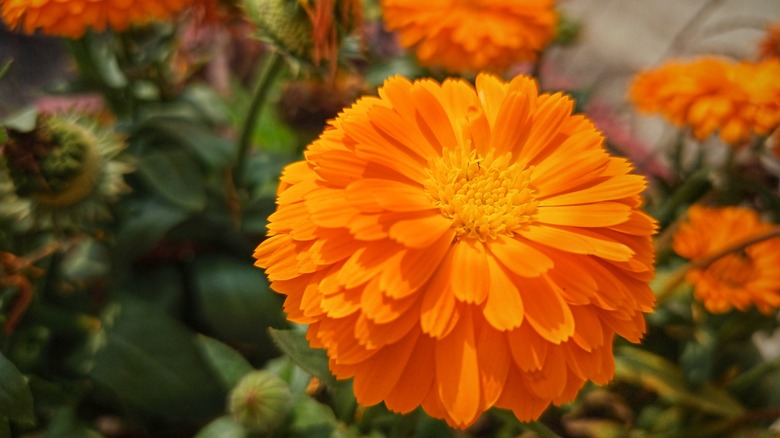 bright orange marigold bloom