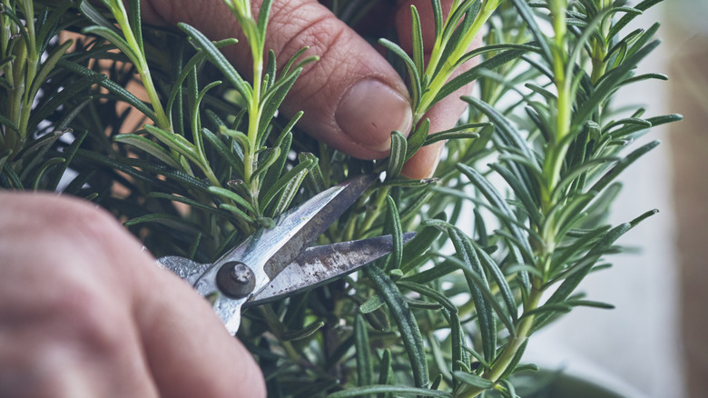 cutting fresh rosemary