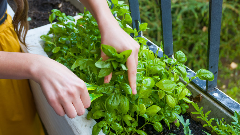 woman cutting basil