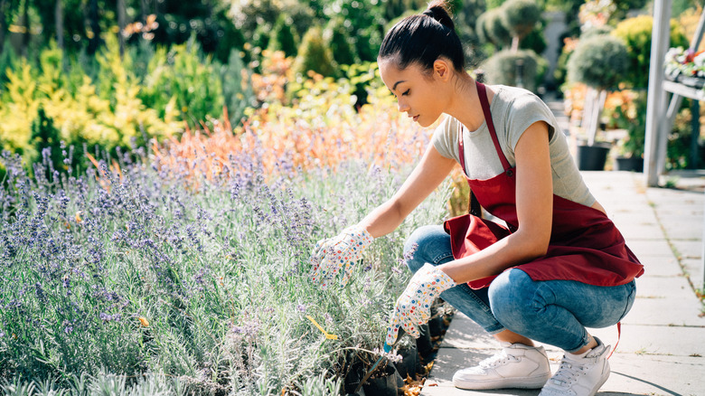 woman tending herb plants