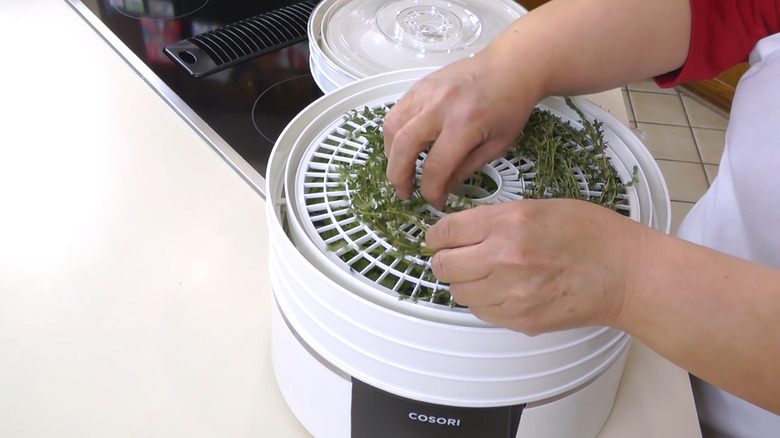 herbs in food dehydrator