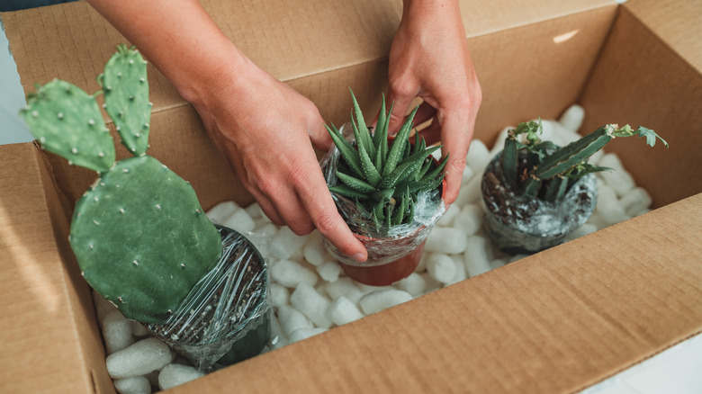 packing plants into box