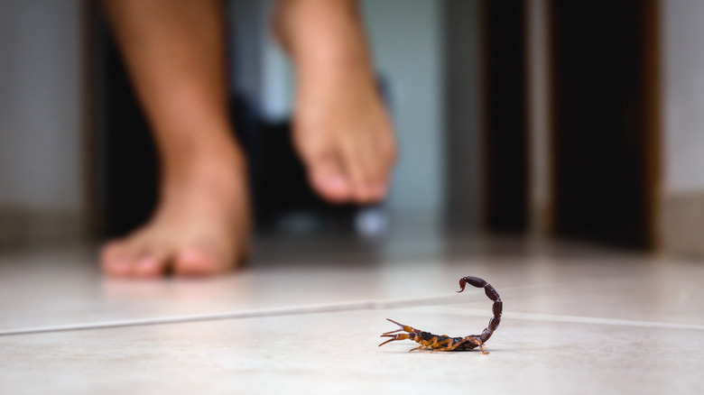 Walking toward scorpion in house