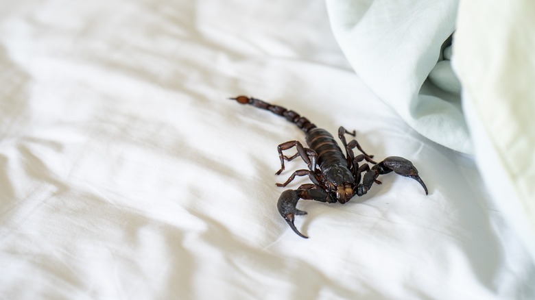 giant scorpion in bed