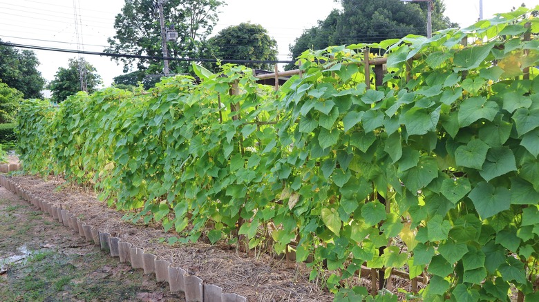 zucchini growing on trellis