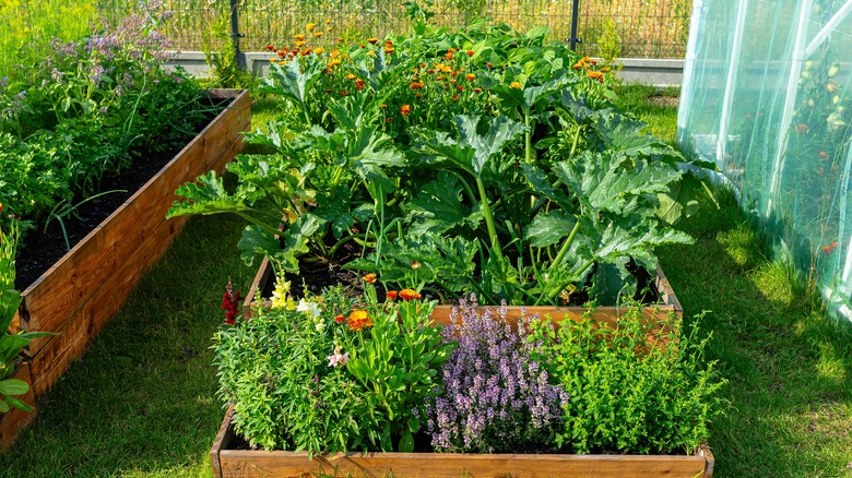 flowers and vegetables in raised bed