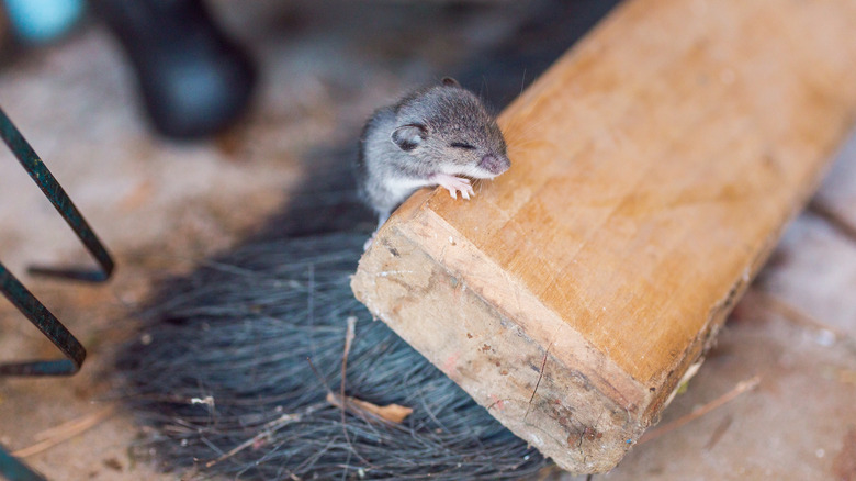 Mouse on piece of wood