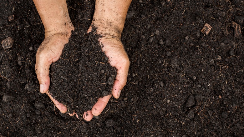 farmer holding soil