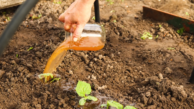 pouring liquid fertilizer