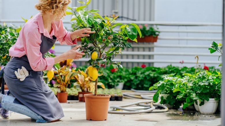 A woman tending to a potted citrus tree outside