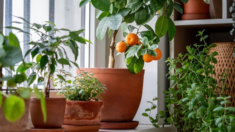 A citrus tree next to other plants in a pot on a shelf next to a brightly lit window