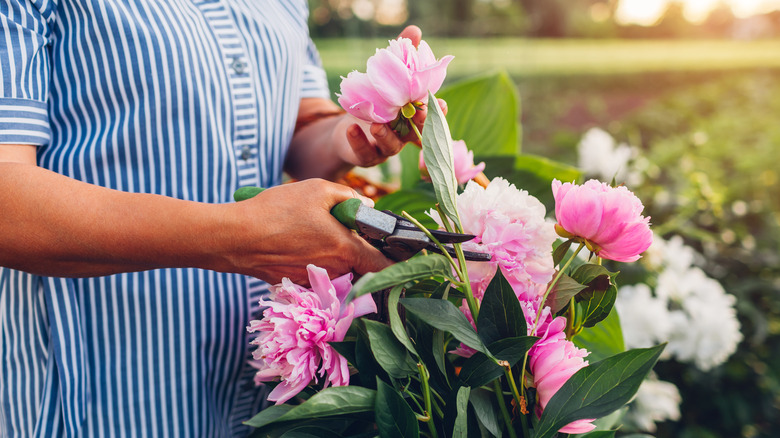 Woman cutting peonies from garden